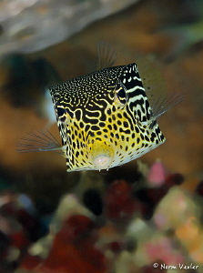 Straight on view of Solor Boxfish in Ambon. by Norm Vexler 